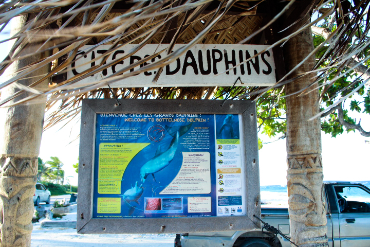 "Dolphins Square" in Tiputa Pass