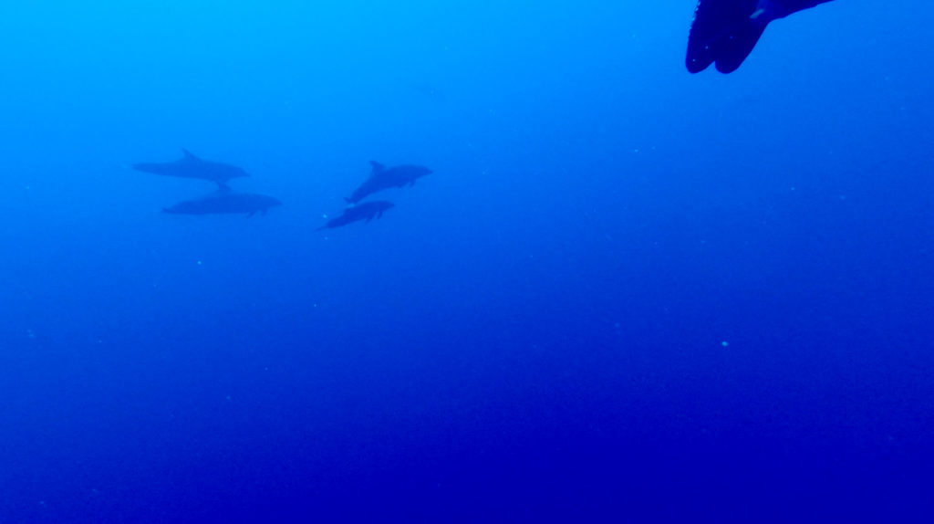 Four dolphins at the outer reef in Rangiroa