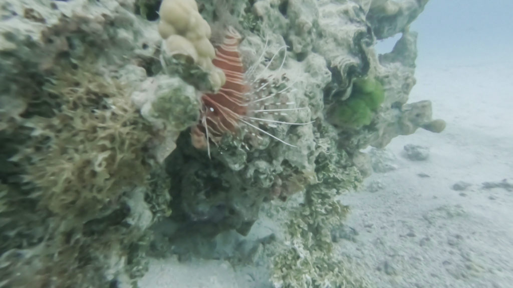 Liofish hiding in a coral head