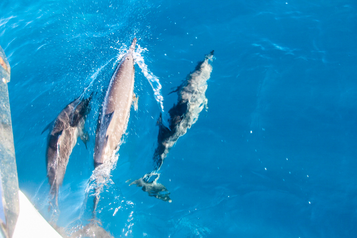 Three dolphins on the boat's bow in Bora Bora
